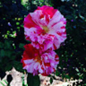 Meet your Posher, Nicolina